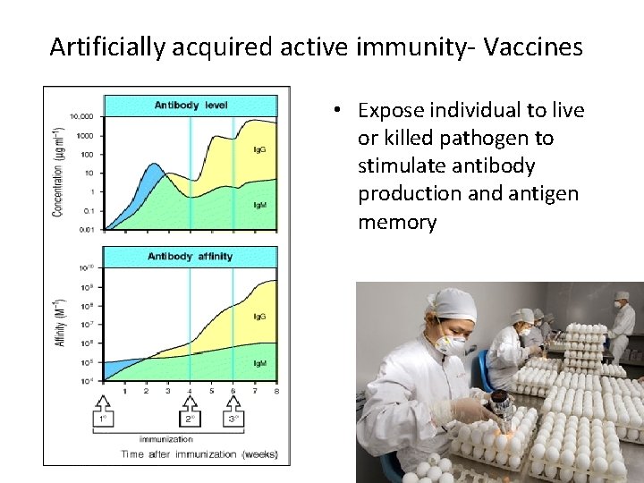 Artificially acquired active immunity- Vaccines • Expose individual to live or killed pathogen to