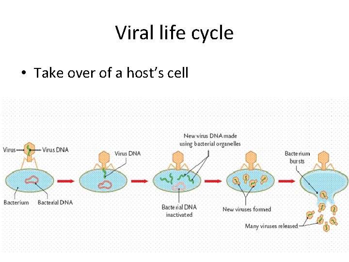 Viral life cycle • Take over of a host’s cell 