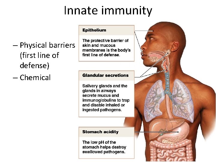 Innate immunity – Physical barriers (first line of defense) – Chemical 