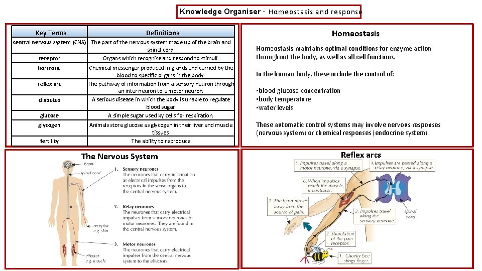Knowledge Organiser – Homeostasis and response Key Terms Definitions central nervous system (CNS) The