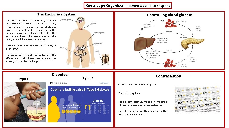Knowledge Organiser – Homeostasis and response The Endocrine System Controlling blood glucose A hormone