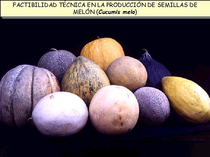 FACTIBILIDAD TÉCNICA EN LA PRODUCCIÓN DE SEMILLAS DE MELÓN (Cucumis melo) 