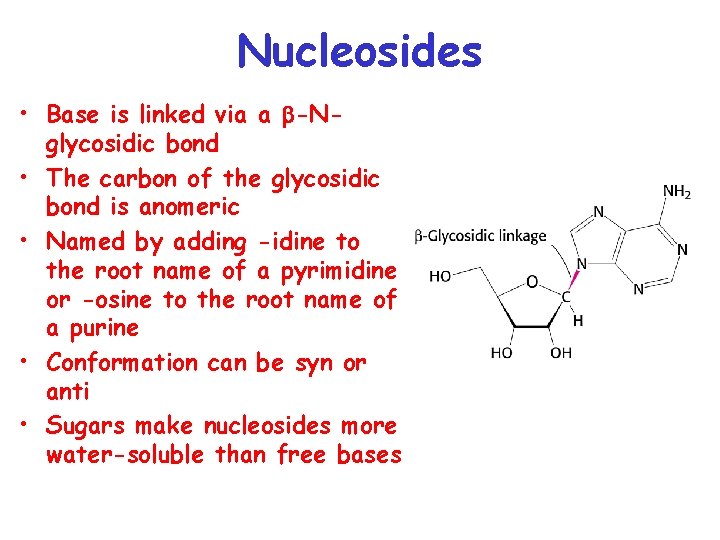 Nucleosides • Base is linked via a b-Nglycosidic bond • The carbon of the