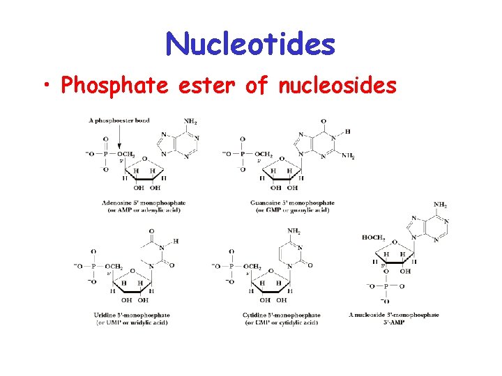 Nucleotides • Phosphate ester of nucleosides 