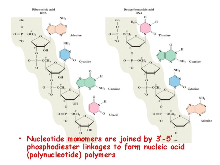  • Nucleotide monomers are joined by 3’-5’ phosphodiester linkages to form nucleic acid