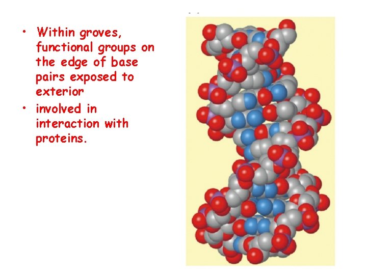  • Within groves, functional groups on the edge of base pairs exposed to