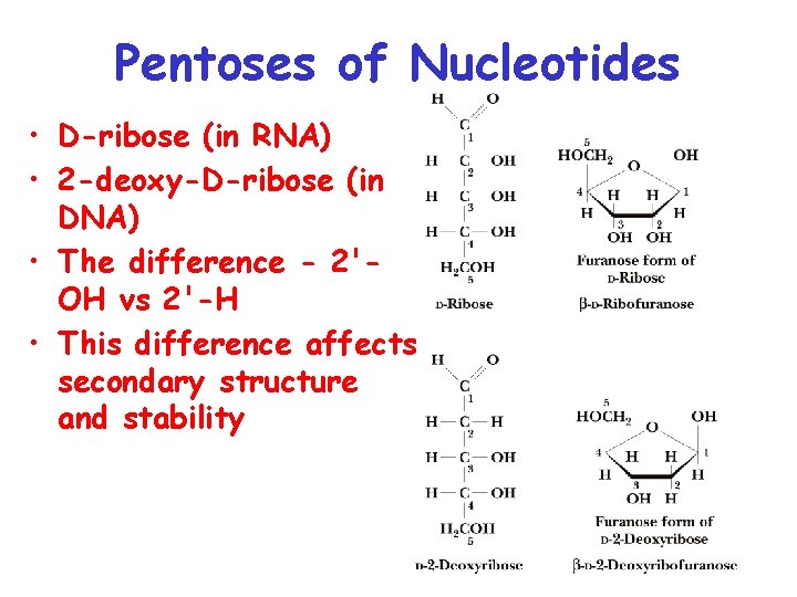 Pentoses of Nucleotides • D-ribose (in RNA) • 2 -deoxy-D-ribose (in DNA) • The