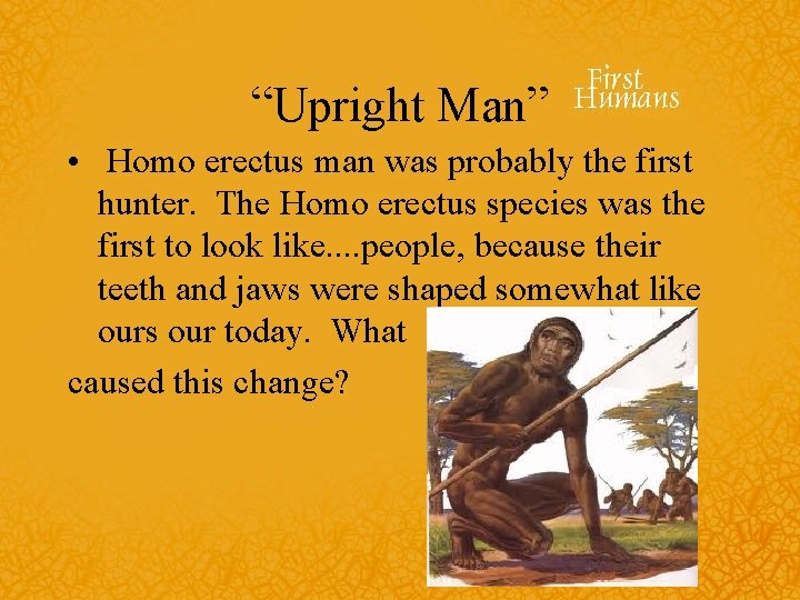 “Upright Man” • Homo erectus man was probably the first hunter. The Homo erectus