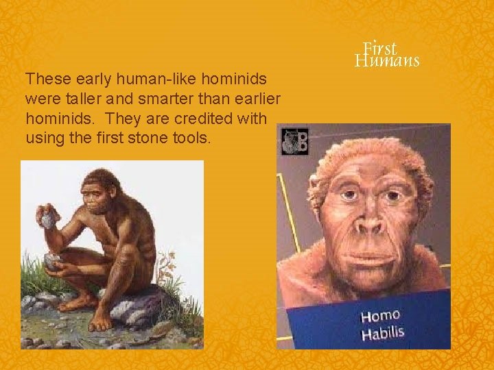 These early human-like hominids were taller and smarter than earlier hominids. They are credited