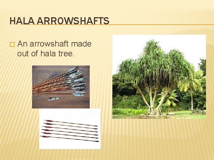 HALA ARROWSHAFTS � An arrowshaft made out of hala tree. 