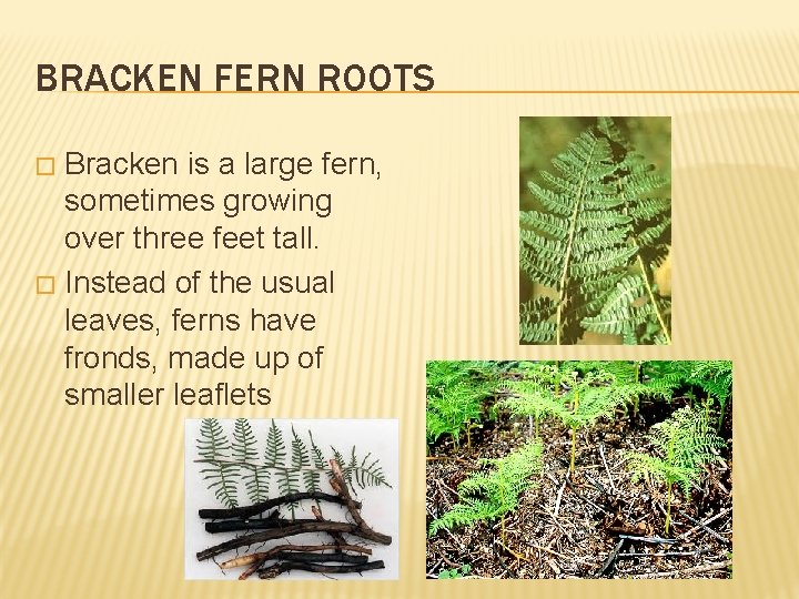BRACKEN FERN ROOTS Bracken is a large fern, sometimes growing over three feet tall.