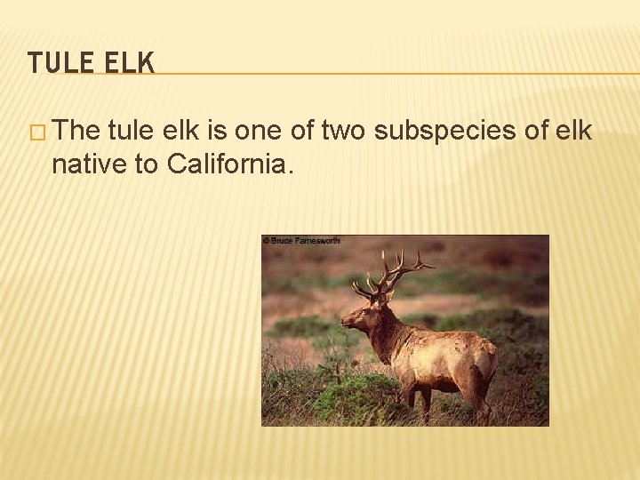 TULE ELK � The tule elk is one of two subspecies of elk native