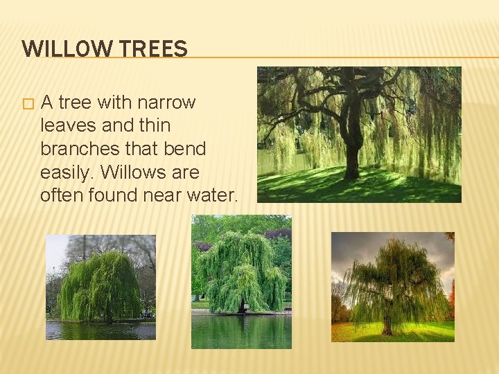 WILLOW TREES � A tree with narrow leaves and thin branches that bend easily.