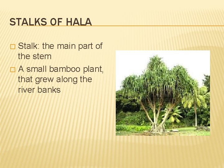 STALKS OF HALA Stalk: the main part of the stem � A small bamboo
