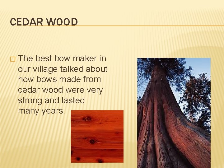 CEDAR WOOD � The best bow maker in our village talked about how bows