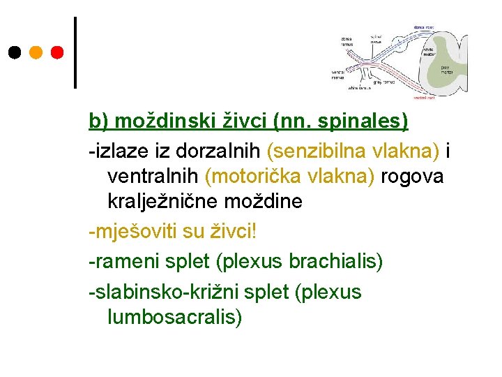 b) moždinski živci (nn. spinales) -izlaze iz dorzalnih (senzibilna vlakna) i ventralnih (motorička vlakna)