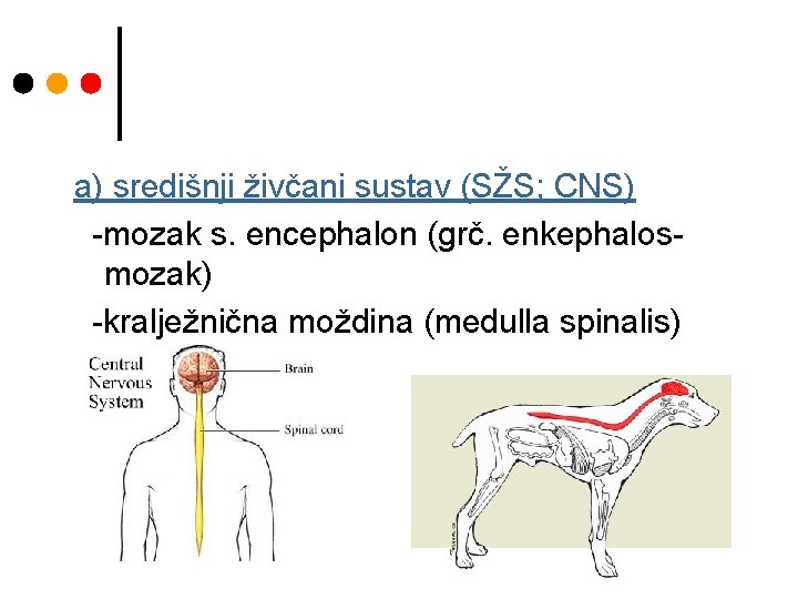 a) središnji živčani sustav (SŽS; CNS) -mozak s. encephalon (grč. enkephalosmozak) -kralježnična moždina (medulla