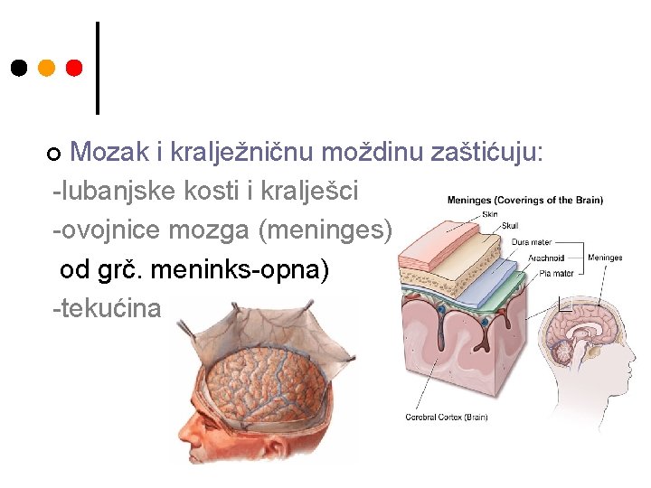Mozak i kralježničnu moždinu zaštićuju: -lubanjske kosti i kralješci -ovojnice mozga (meninges) od grč.