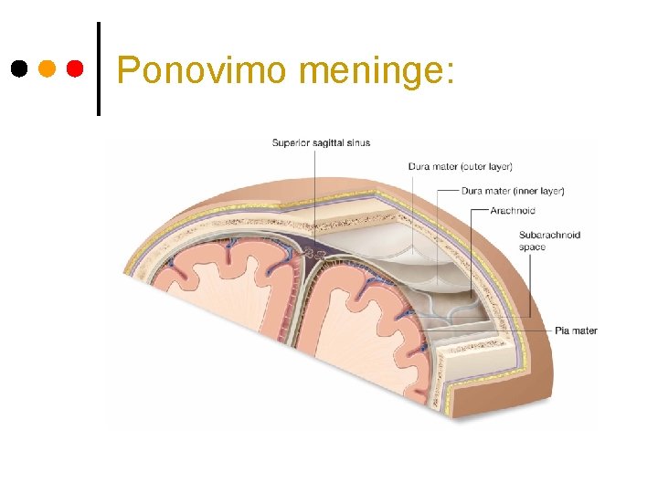 Ponovimo meninge: 