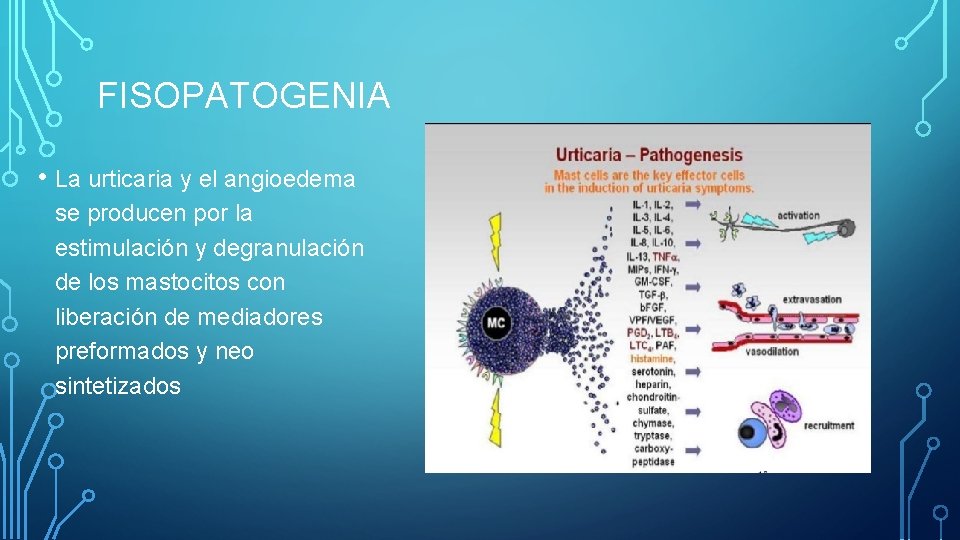 FISOPATOGENIA • La urticaria y el angioedema se producen por la estimulación y degranulación FISOPATOGENIA • La urticaria y el angioedema se producen por la estimulación y degranulación