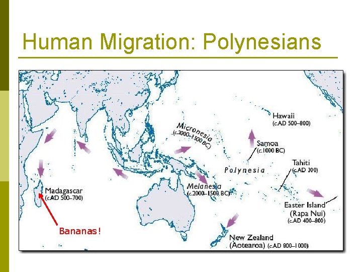 Human Migration: Polynesians Bananas! 