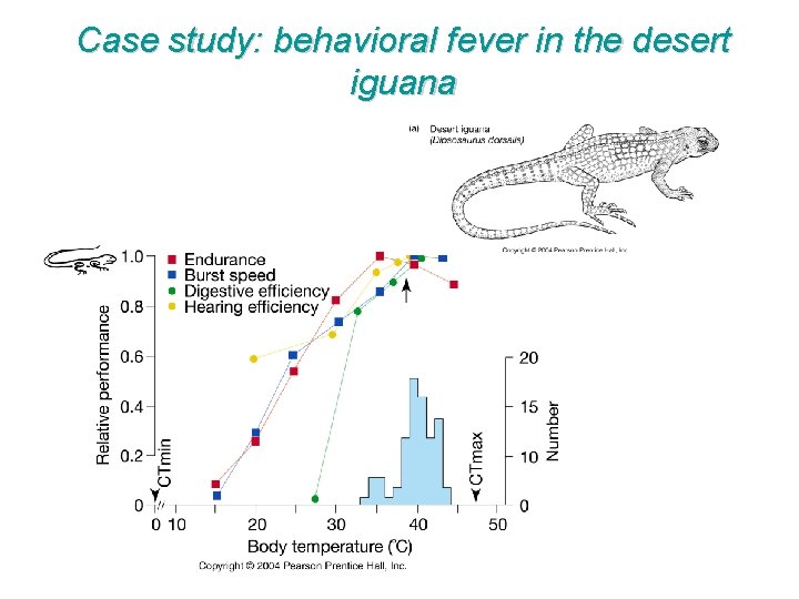 Case study: behavioral fever in the desert iguana 
