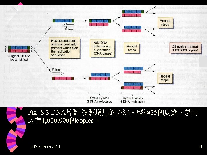 Fig. 8. 3 DNA片斷 複製增加的方法。經過25個周期，就可 以有1, 000個copies。 Life Science 2010 14 