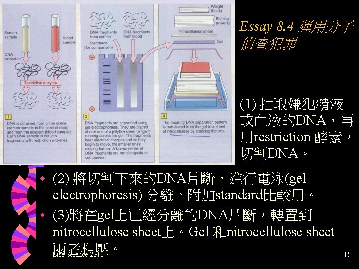 Essay 8. 4 運用分子 偵查犯罪 (1) 抽取嫌犯精液 或血液的DNA，再 用restriction 酵素， 切割DNA。 (2) 將切割下來的DNA片斷，進行電泳(gel electrophoresis)