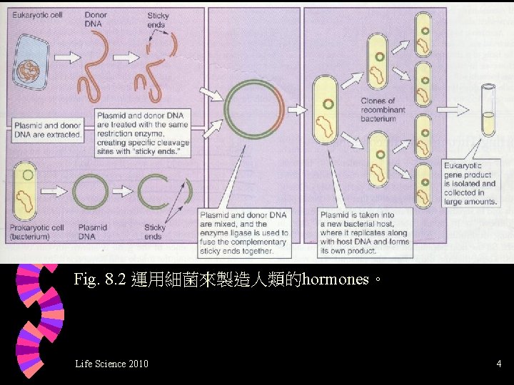 Fig. 8. 2 運用細菌來製造人類的hormones。 Life Science 2010 4 