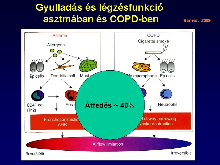 Gyulladás és légzésfunkció asztmában és COPD-ben Átfedés ~ 40% Barnes, 2009 