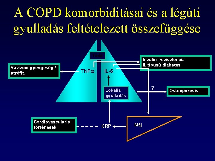 A COPD komorbiditásai és a légúti gyulladás feltételezett összefüggése Tüdő Vázizom gyengeség / atrófia