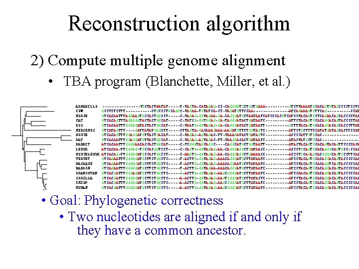 Reconstruction algorithm 2) Compute multiple genome alignment • TBA program (Blanchette, Miller, et al.