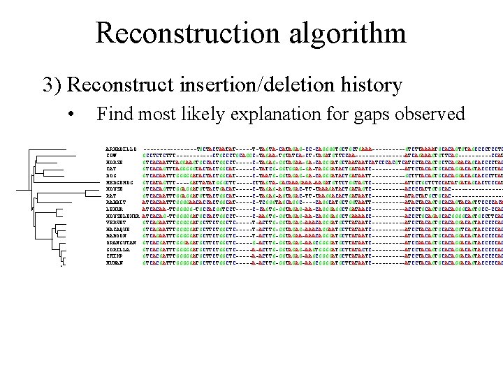 Reconstruction algorithm 3) Reconstruct insertion/deletion history • Find most likely explanation for gaps observed