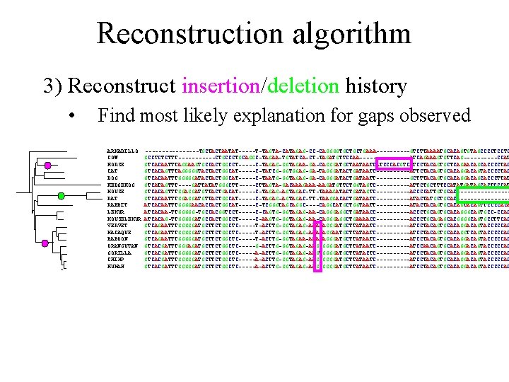 Reconstruction algorithm 3) Reconstruct insertion/deletion history • Find most likely explanation for gaps observed