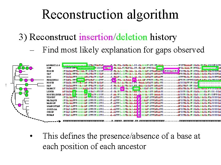 Reconstruction algorithm 3) Reconstruct insertion/deletion history – Find most likely explanation for gaps observed