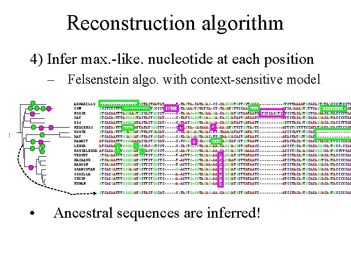 Reconstruction algorithm 4) Infer max. -like. nucleotide at each position – Felsenstein algo. with