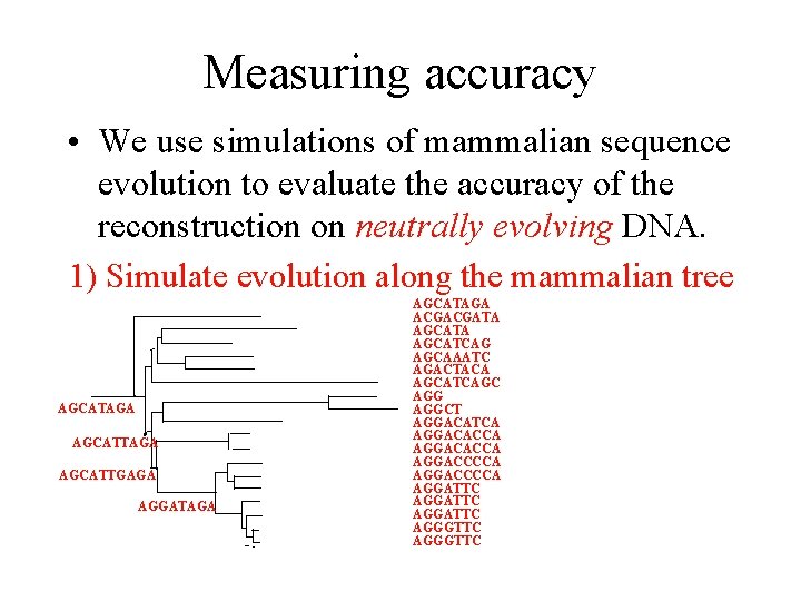 Measuring accuracy • We use simulations of mammalian sequence evolution to evaluate the accuracy