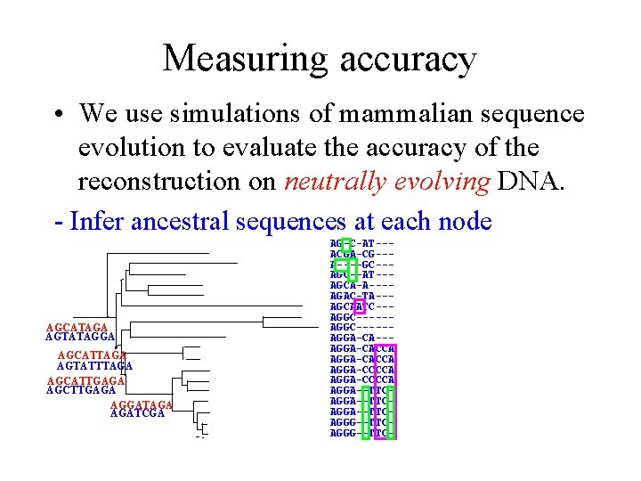 Measuring accuracy • We use simulations of mammalian sequence evolution to evaluate the accuracy