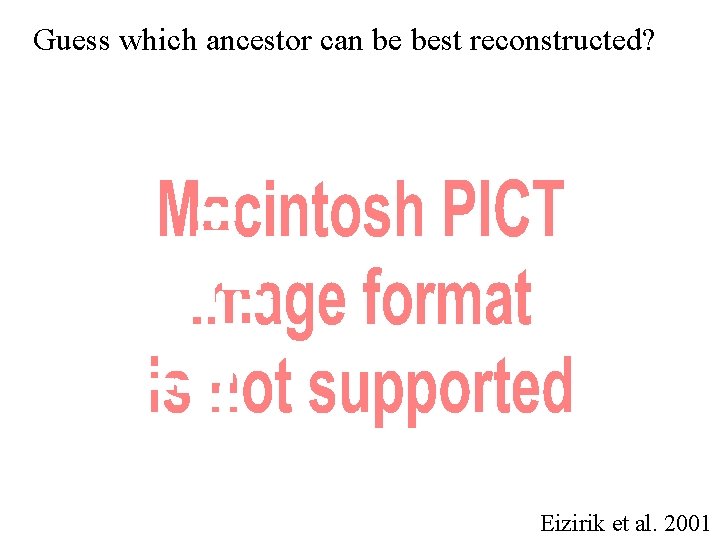 Guess which ancestor can be best reconstructed? Eizirik et al. 2001 