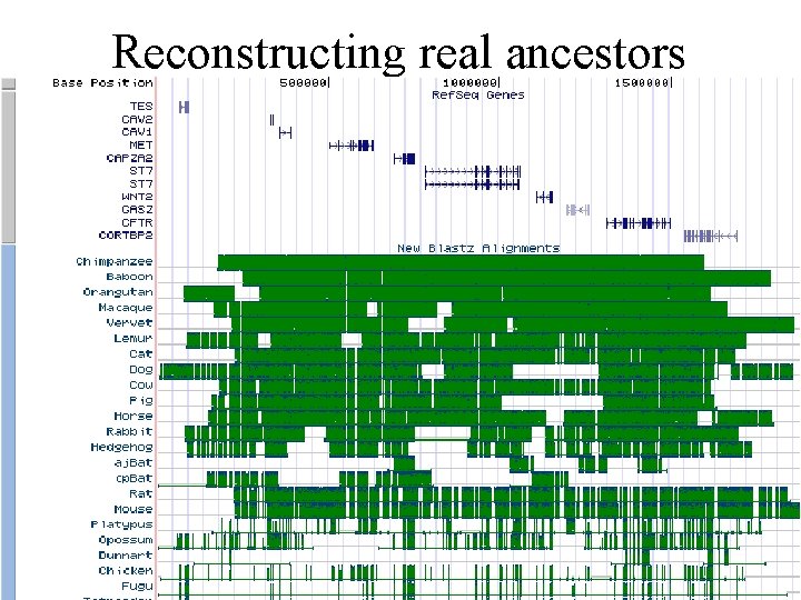 Reconstructing real ancestors 