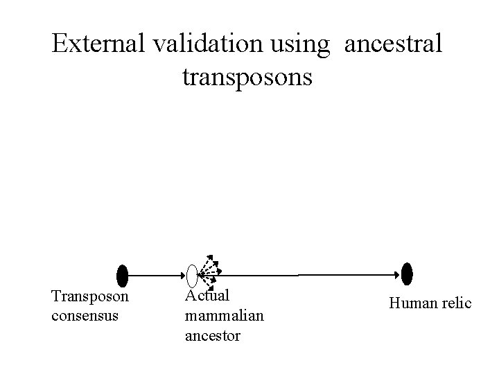 External validation using ancestral transposons Transposon consensus Actual mammalian ancestor Human relic 