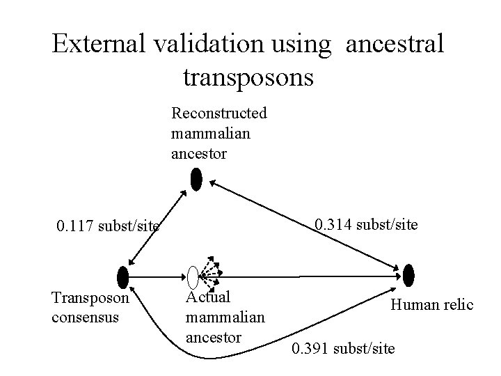 External validation using ancestral transposons Reconstructed mammalian ancestor 0. 314 subst/site 0. 117 subst/site