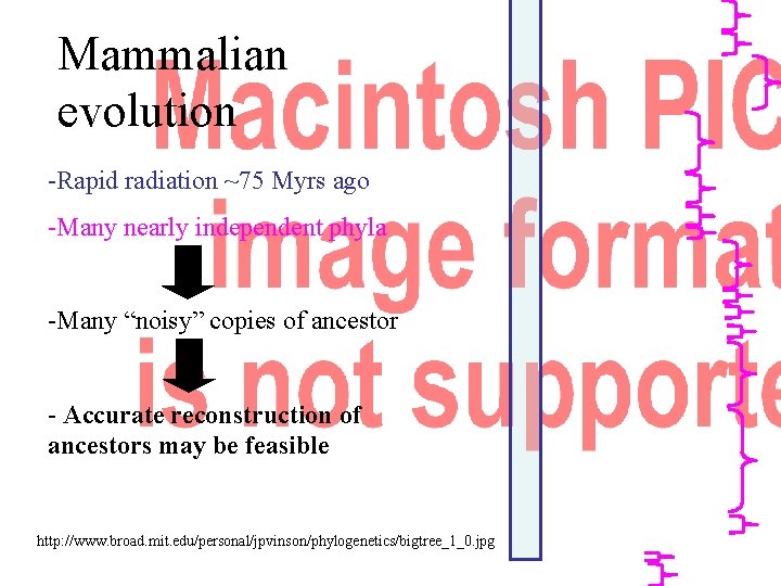 Mammalian evolution -Rapid radiation ~75 Myrs ago -Many nearly independent phyla -Many “noisy” copies