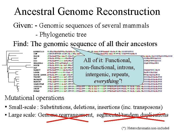 Ancestral Genome Reconstruction Given: - Genomic sequences of several mammals - Phylogenetic tree Find: