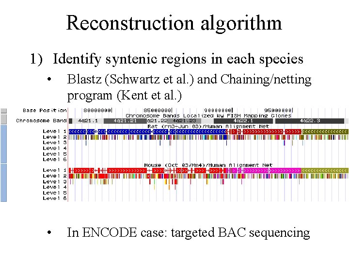 Reconstruction algorithm 1) Identify syntenic regions in each species • Blastz (Schwartz et al.