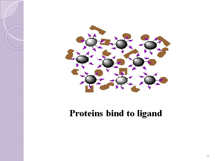 Proteins bind to ligand 11 