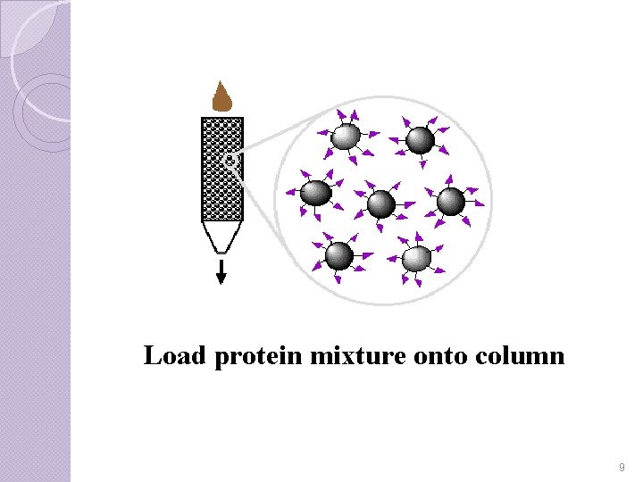 Load protein mixture onto column 9 