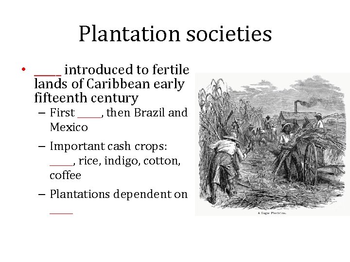 Plantation societies • _____ introduced to fertile lands of Caribbean early fifteenth century –