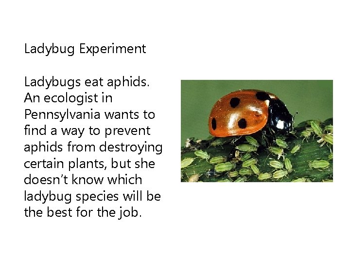 Ladybug Experiment Ladybugs eat aphids. An ecologist in Pennsylvania wants to find a way
