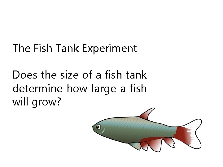The Fish Tank Experiment Does the size of a fish tank determine how large